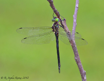 Somatochlora tenebrosa, female